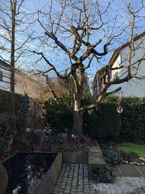 Kirschbaum und Wasserspiel