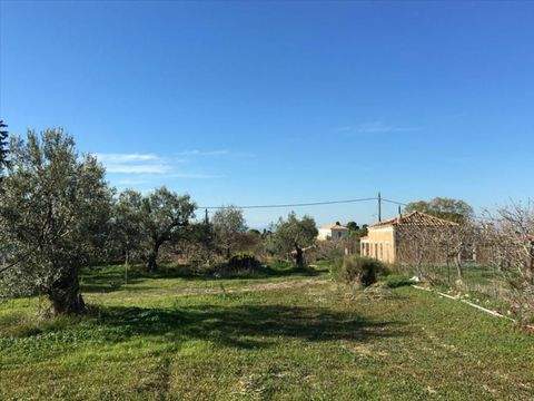 Attika Bauernhöfe, Landwirtschaft, Attika Forstwirtschaft