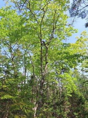 Cape Breton - Traumhaft schöne Atlantik-Lage - Pre