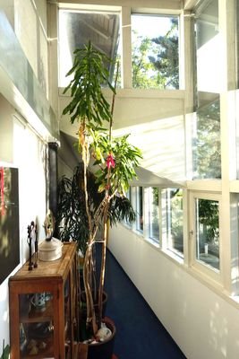 The beautiful wintergarden leads to the rear part of the house