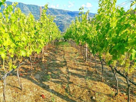 PE672_17 TERRA ITALIA IMMOBILIEN_LIGURIEN_WEINGUT_