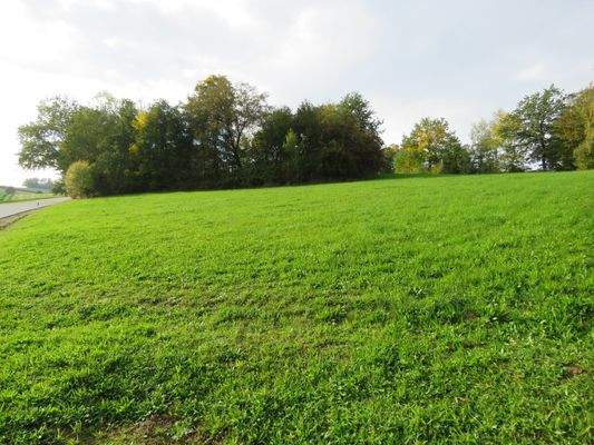 Blick auf die eingewachsene Hofstelle 