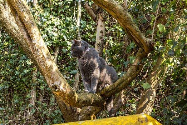 Auch die Katze fühlt sich wohl