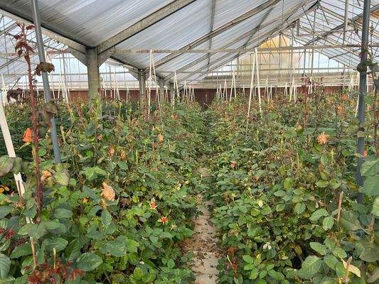 Rosen 4 Alu Gewächshaus