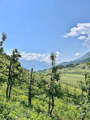 Obstweise-in-Kaltern-zu-verkaufen-meletto-a-Caldaro-in-vendita