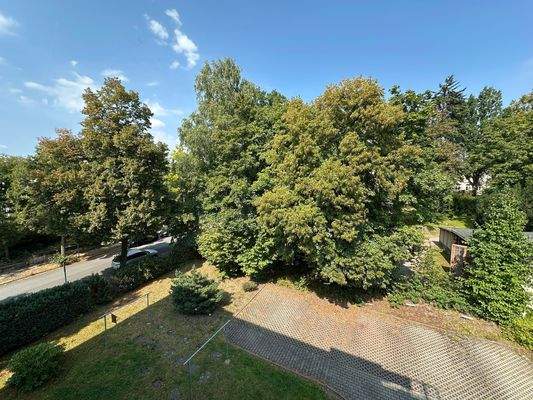 Blick auf Bäume und Straße