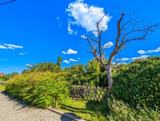 Garten gegenüber vom Haus