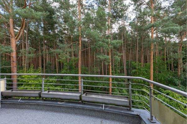 Der Wald direkt vor dem Balkon