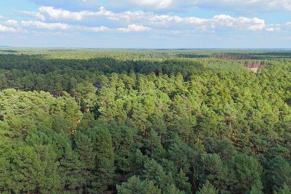 weitläufiges Waldgebiet an der Grundstücksgrenze