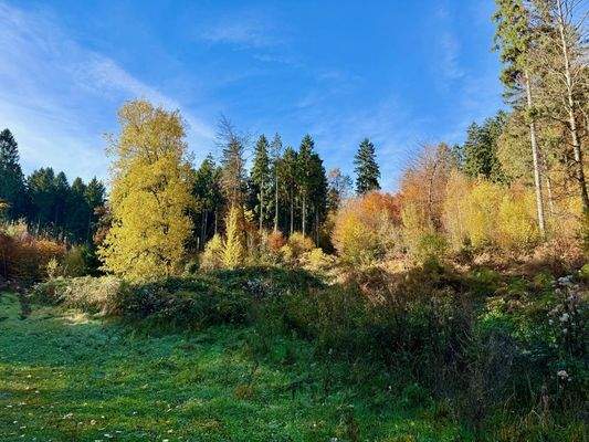 Wald direkt am Haus