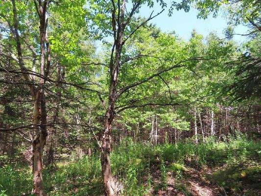 Cape Breton - Wunderschönes 11-Hektar-Areal mit 23