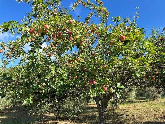 Apfelbaum auf dem Grundstück