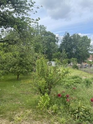 Blick in den Garten