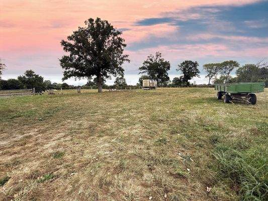 Grünland Viehwirtschaft