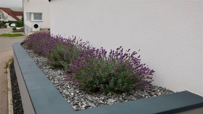 Lavendelbänke vor dem Haus