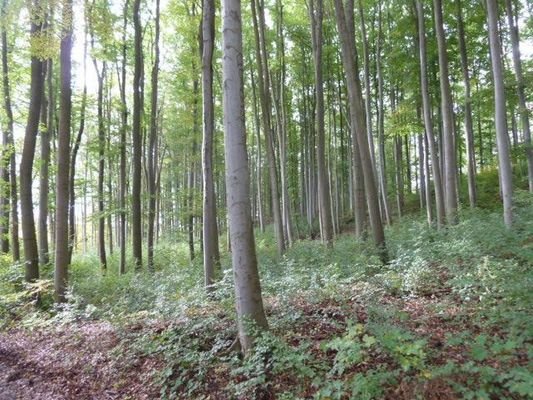 Wald am Haus