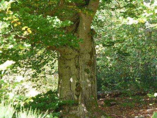 Impressionen vom Grundstück