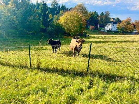 04_Grundstück Hinterer Teil.jpeg