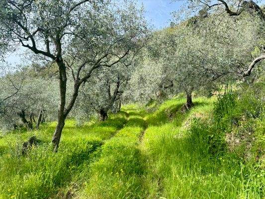 DA964_10 TERRA ITALIA IMMOBILIEN_LIGURIEN_DOLCEACQ