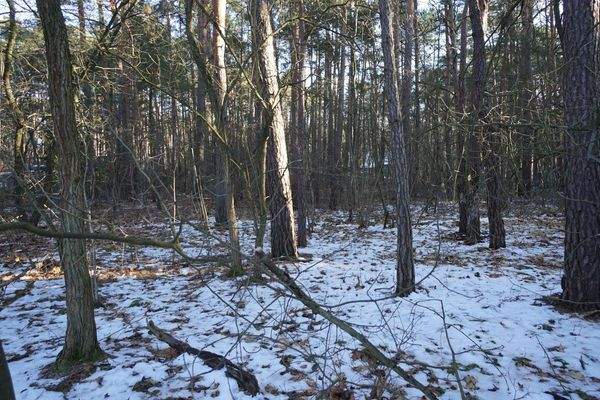 Grundstück vorne (1).jpg