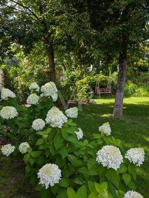 Gartenimpression Sommer III
