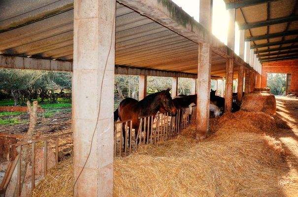 179_07_Santanyí_Anwesen_Nebengebäude