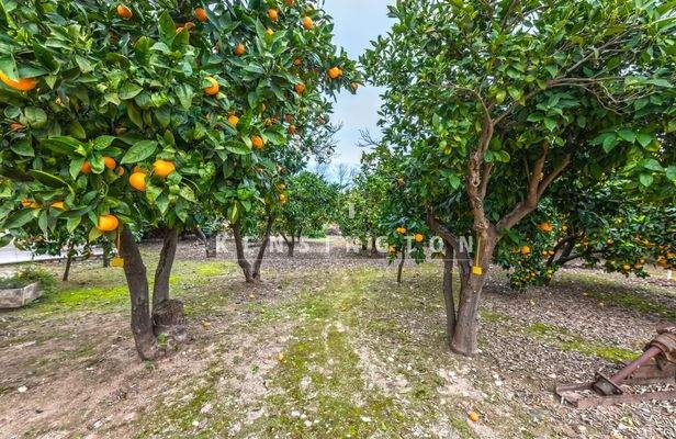 Haus in Soller, Mallorca-Orangenbäume  