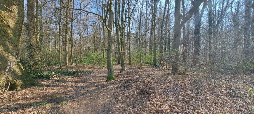 der nahe Park - Nickwald