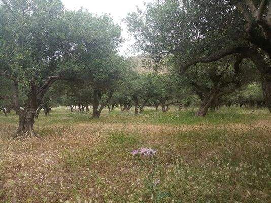 Kreta, Trachilos: Investitionsprojekt - 3 Rohbau-Villen zu verkaufen