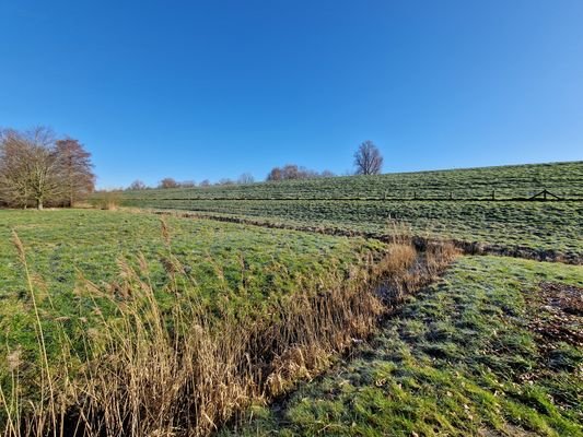 Wiese; Deich.