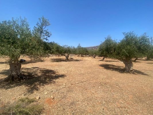 Kreta, Drapanos: Grundstück zu verkaufen im Dorf Drapanos