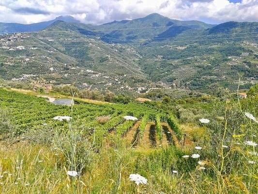 PE672_12 TERRA ITALIA IMMOBILIEN_LIGURIEN_WEINGUT_