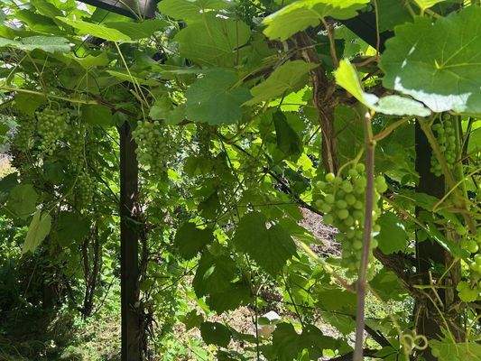 Garten mit div. Obstgehölzen