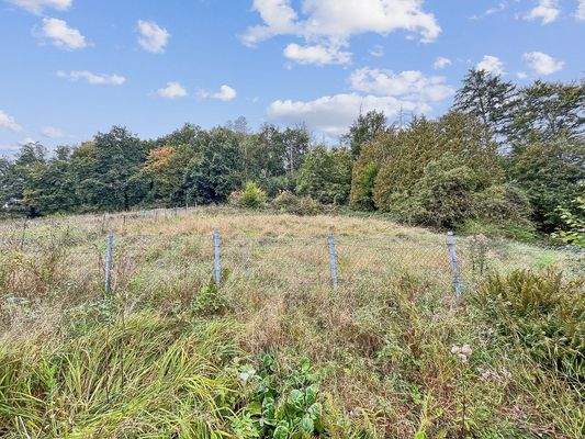 Weide mit Baumbestand