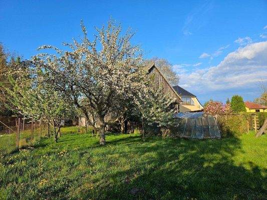 Auf dem Grundstück.jpg