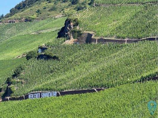 Impressionen1_Anbaugebiet Wehlener Sonnenuhr