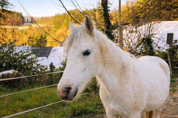 Viel Platz für Tiere