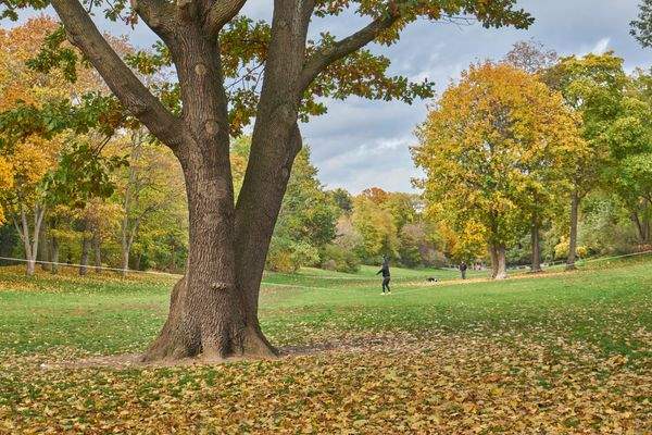 Volkspark Hasenheide