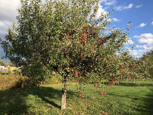 Grundstück variabel teilbar.jpg