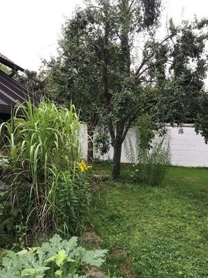 Garten mit Obstbäumen