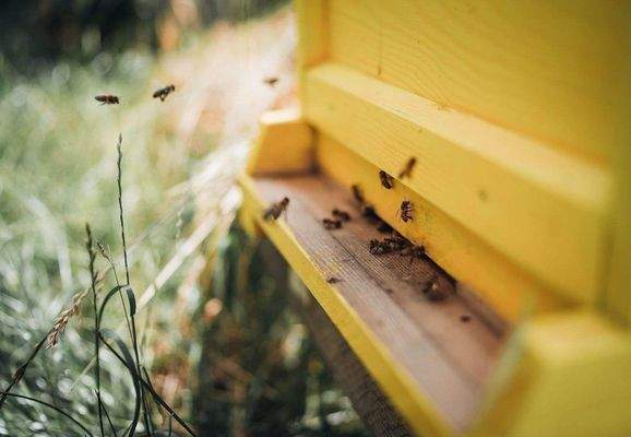 Special - Urban Beekeeping.jpg