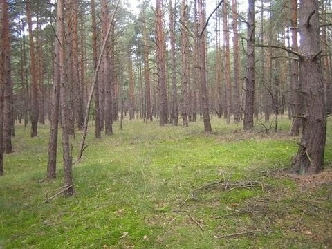 Grünheide (Mark) Grundstücke, Grünheide (Mark) Grundstück kaufen