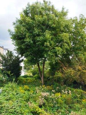 Blick in den Garten mit Nussbaum