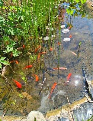 ...die letzten Bewohner