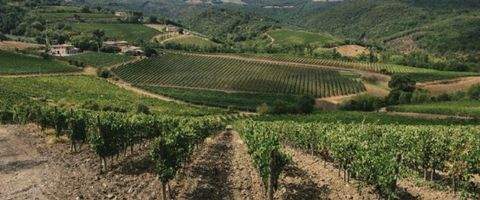 Montalcino  Bauernhöfe, Landwirtschaft, Montalcino  Forstwirtschaft