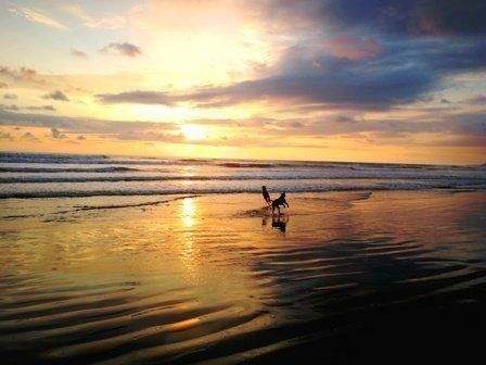 ImmoScout360 Beach Coyote