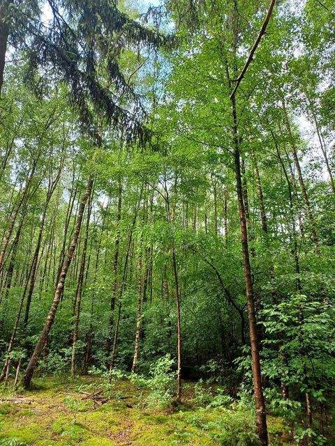 Detmold Bauernhöfe, Landwirtschaft, Detmold Forstwirtschaft