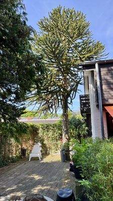 11 Alter Baumbestand & 2.Terrasse