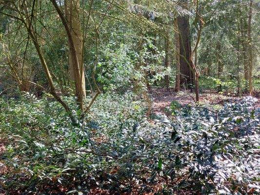 hinterer Gartenbereich - alter Baumbestand