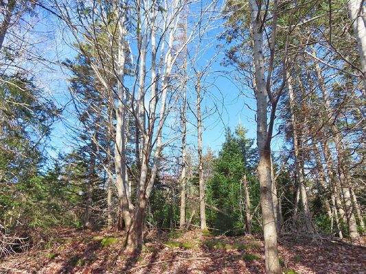 Cape Breton - Bras d`Or Lake - 18-Hektar-Areal in 